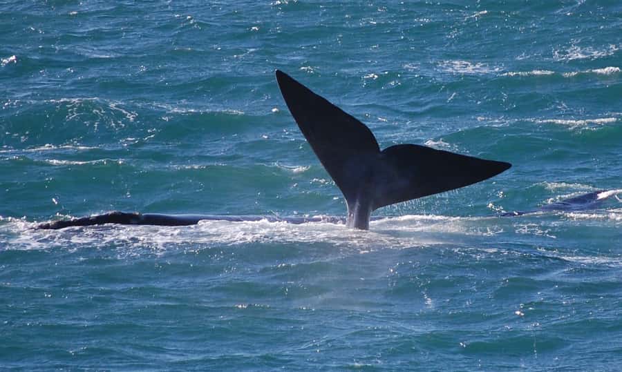From Cape Town: Full Day Hermanus Whale Watching Tour - The first viewpoint and Betty’s Bay coastal scenery