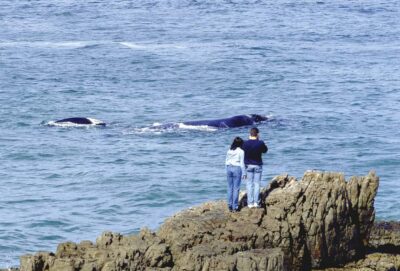 From Cape Town: Full Day Hermanus Whale Watching Tour