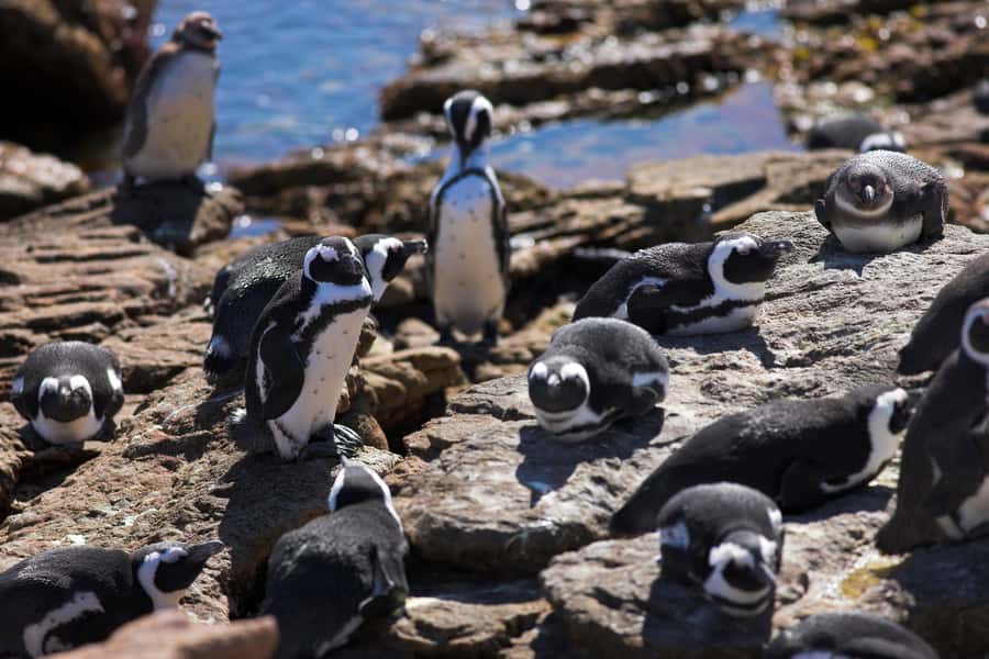 From Cape Town: Full Day Hermanus Whale Watching Tour - Is $120 a fair price?