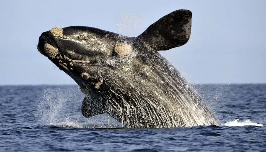 From Cape Town: Hermanus Whale Watching Boat Trip - The Early Pickup and Scenic Road to Gansbaai