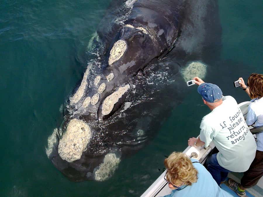 From Cape Town: Hermanus Whale Watching Boat Trip - Gansbaai Harbor and the Boat to De Kelders
