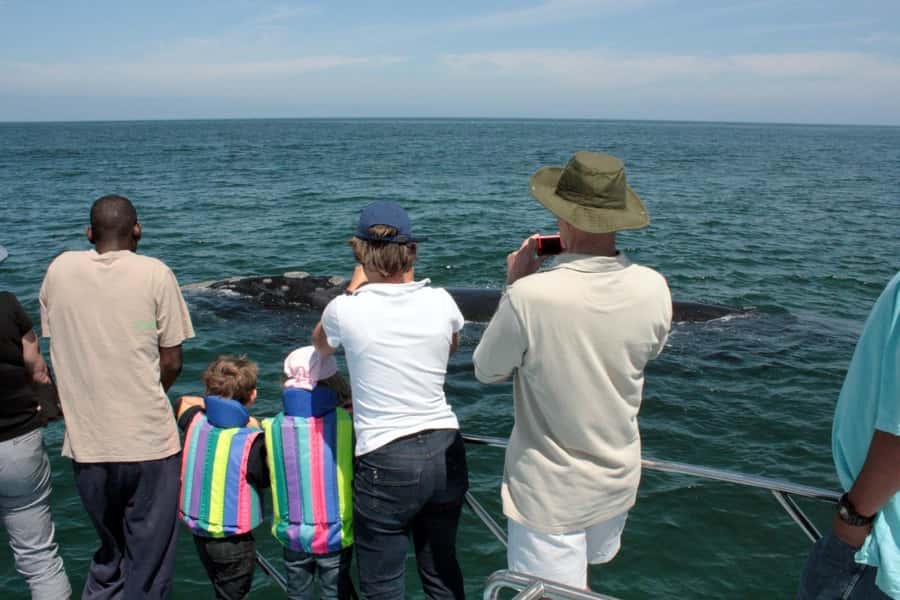 From Cape Town: Hermanus Whale Watching Boat Trip - Dolphins, Seals, Penguins, and Possible Orcas