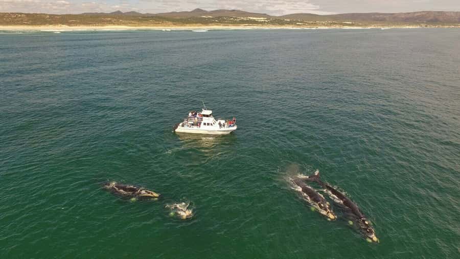 From Cape Town: Hermanus Whale Watching Boat Trip - The Hermanus Stop and the Return Drive