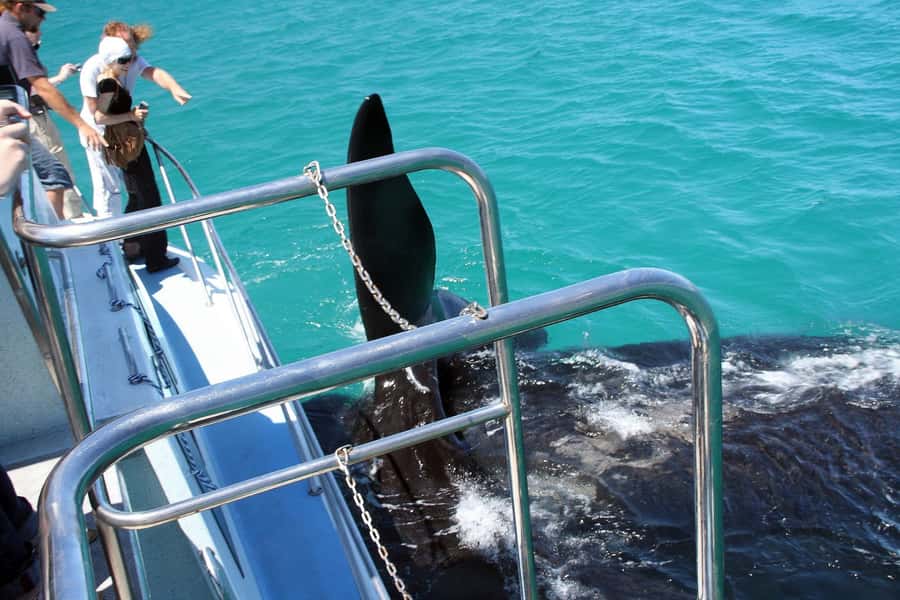 From Cape Town: Hermanus Whale Watching Boat Trip - Timing, Weather, and What to Pack