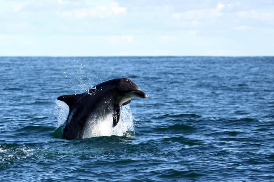 From Cape Town: Hermanus Whale Watching Boat Trip - Who Should Book This Whale Trip?