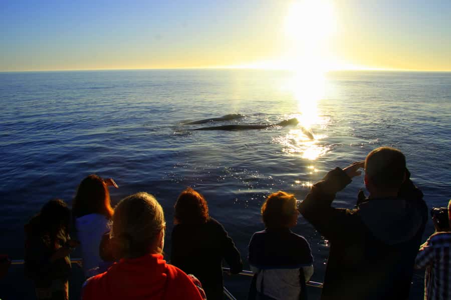 From Cape Town: Hermanus Whale Watching Boat Trip - FAQ