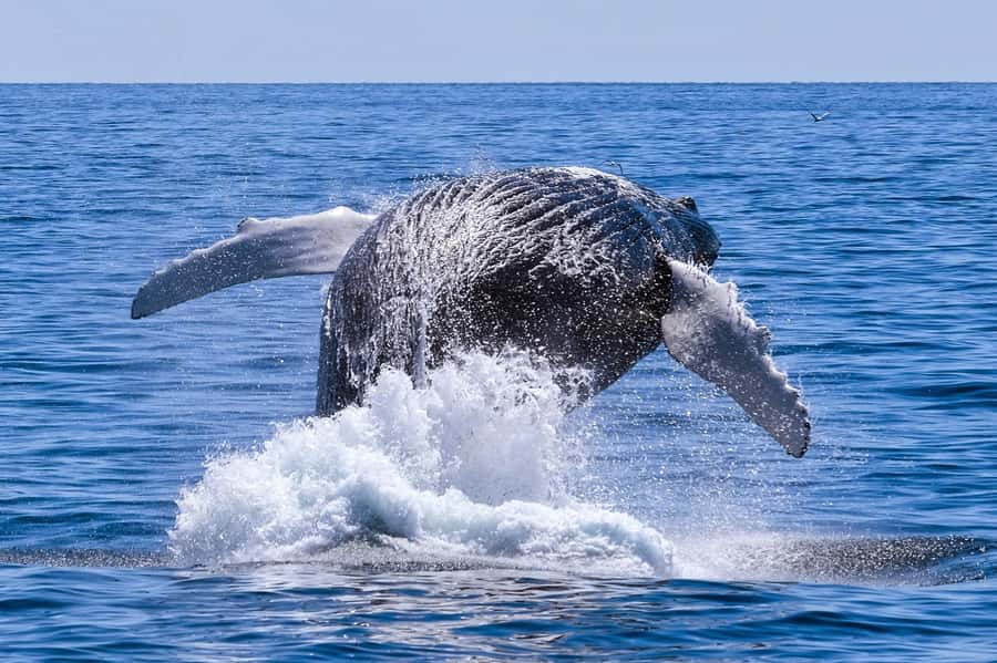 From Cape Town: Hermanus Whale Watching Full Day Tour - Why this Cape Town day trip works