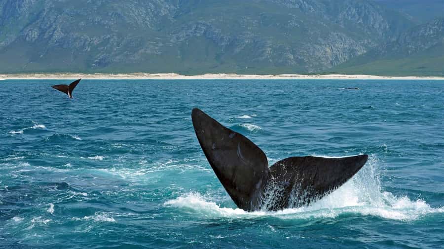 From Cape Town: Hermanus Whale Watching Full Day Tour - Peregrine Farm Store and the return route