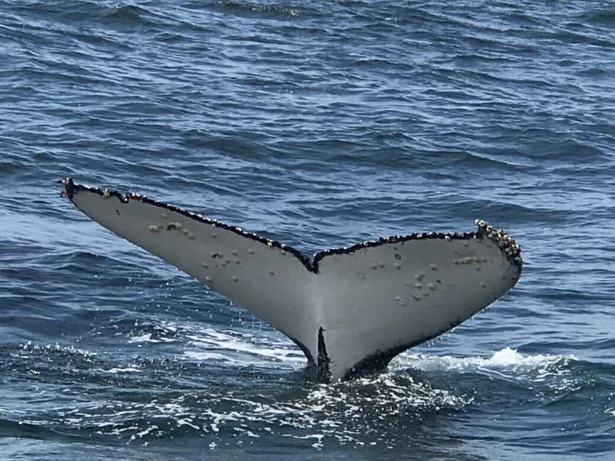 From Cape Town: Hermanus Whale Watching Tour with Boat Trip - The two-hour road from Cape Town to Hermanus