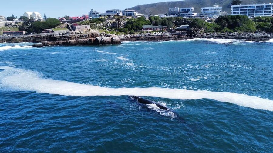 From Cape Town: Hermanus Whale Watching Tour with Boat Trip - The 2 to 3-hour whale boat trip