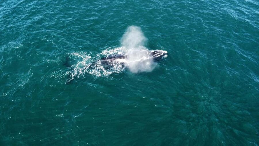 From Cape Town: Hermanus Whale Watching Tour with Boat Trip - Optional additions: penguins, wine, and adrenaline
