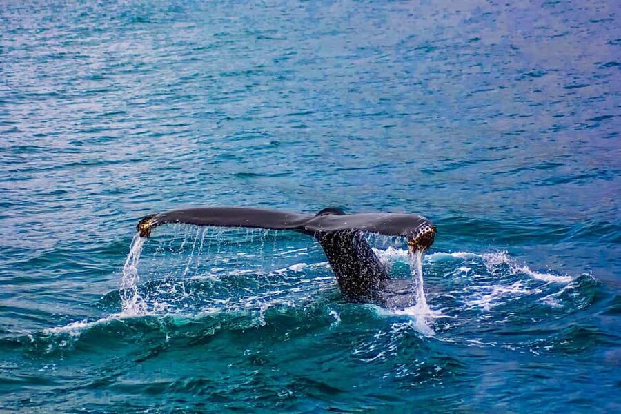 From Cape Town: Hermanus Whale Watching Tour with Boat Trip - Should you book the Hermanus whale tour?