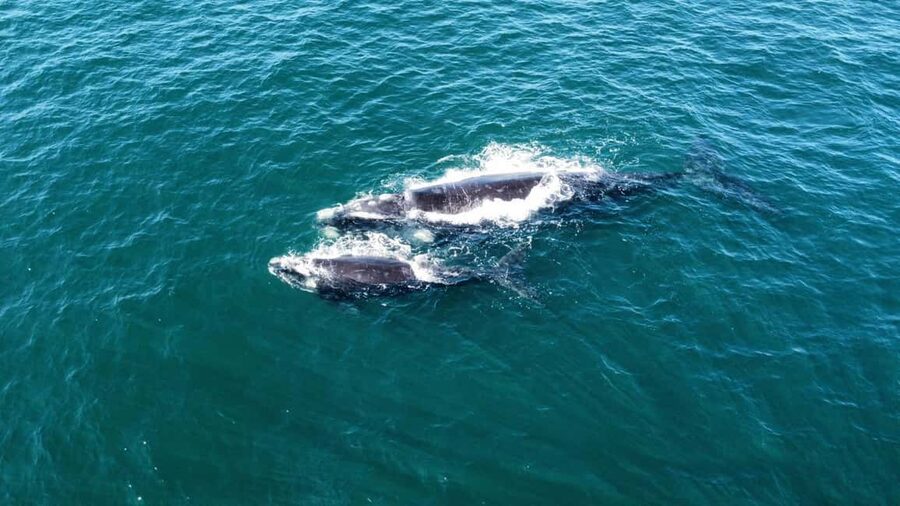 From Cape Town: Hermanus Whale Watching Tour with Boat Trip - Arriving in Hermanus, the whale capital