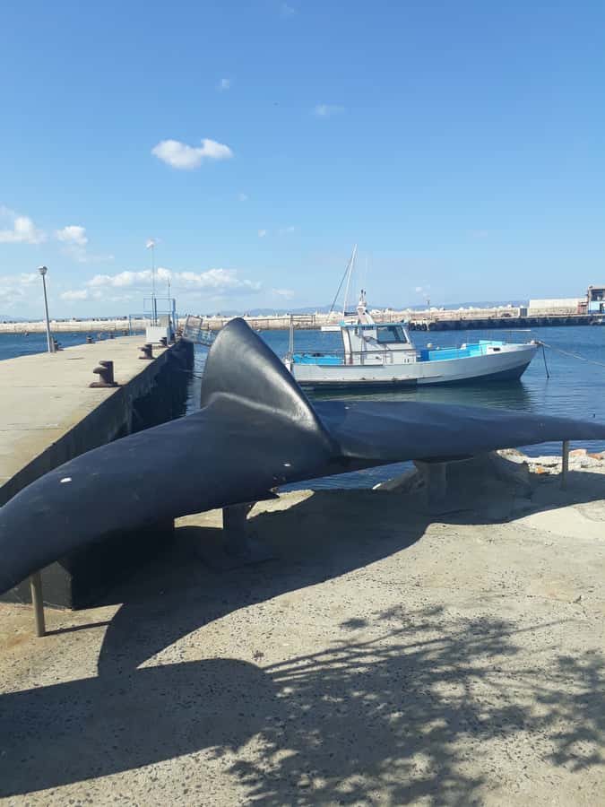 From Cape Town: Hermanus Whale Watching Tour with Transfer - From film studios to Stellenbosch wine country