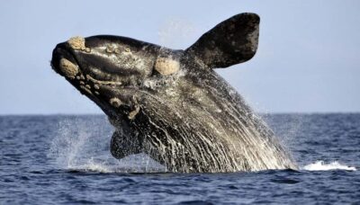 From Cape Town: Whale Watching Tour in Hermanus and Gansbaai
