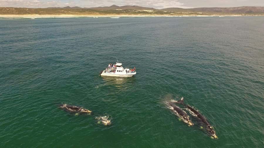 From Cape Town: Whale Watching Tour in Hermanus and Gansbaai - Betty’s Bay, penguins, and optional coastal stops