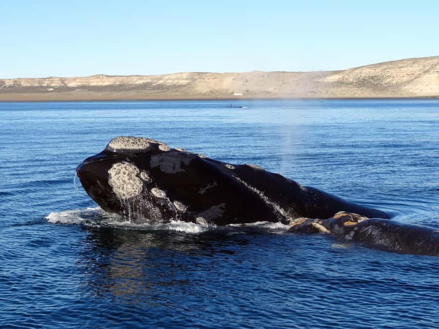 From Cape Town: Whale Watching Tour in Hermanus and Gansbaai - What the guides add to the day