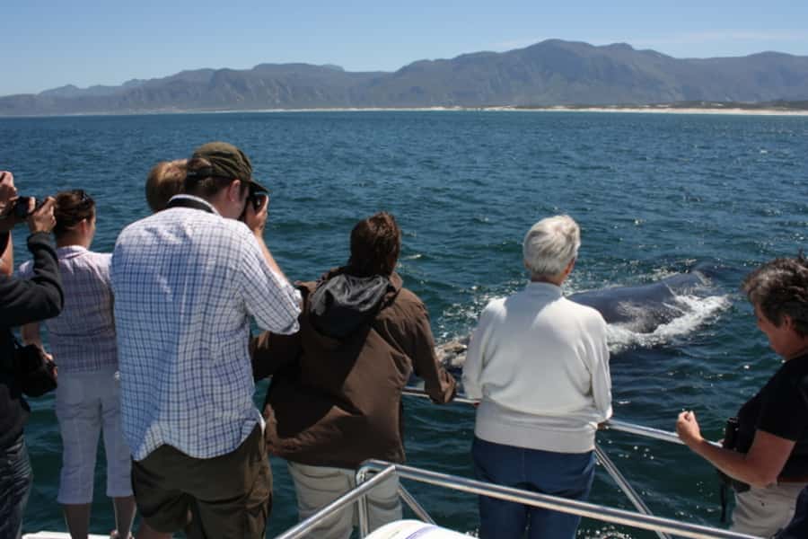From Cape Town: Whale Watching Tour in Hermanus and Gansbaai - Price and what the $249 includes