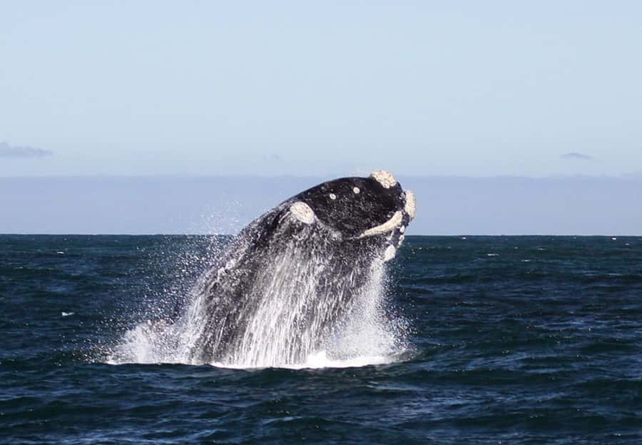 From Cape Town: Whale Watching Tour in Hermanus and Gansbaai - When conditions change