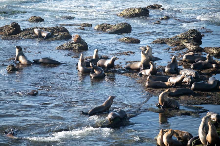 From Christchurch: Kaikōura Day Tour with Whale Watching - Why Kaikōura is New Zealand’s whale watching capital