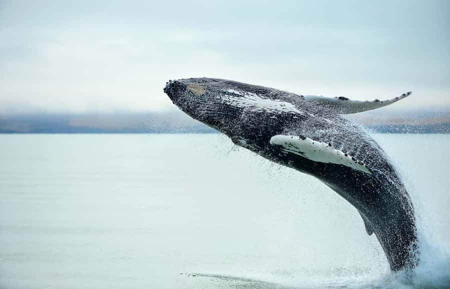 From Christchurch: Kaikōura Day Tour with Whale Watching - Canterbury gives you a scenic start