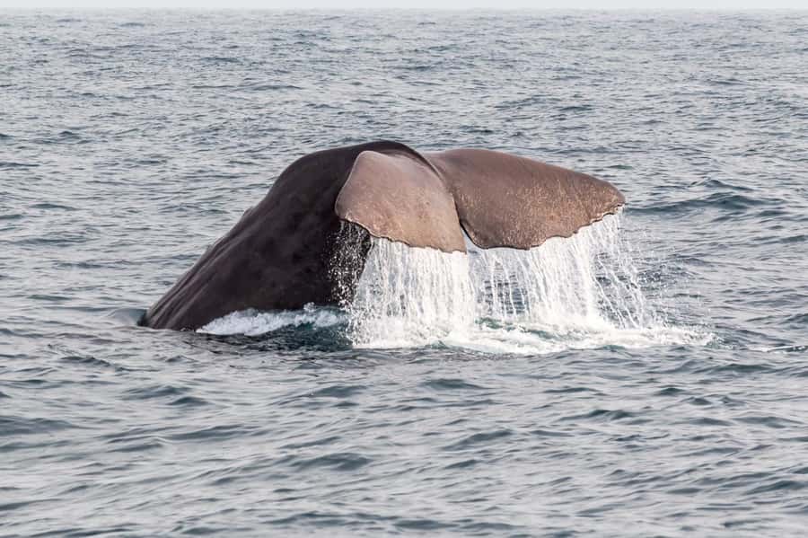 From Christchurch: Kaikōura Day Tour with Whale Watching - Dolphins, seals, and seabirds make up the bigger picture