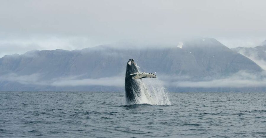 From Dalvik: Arctic Whale Watching in Northern Iceland - The best parts of this Dalvík boat trip