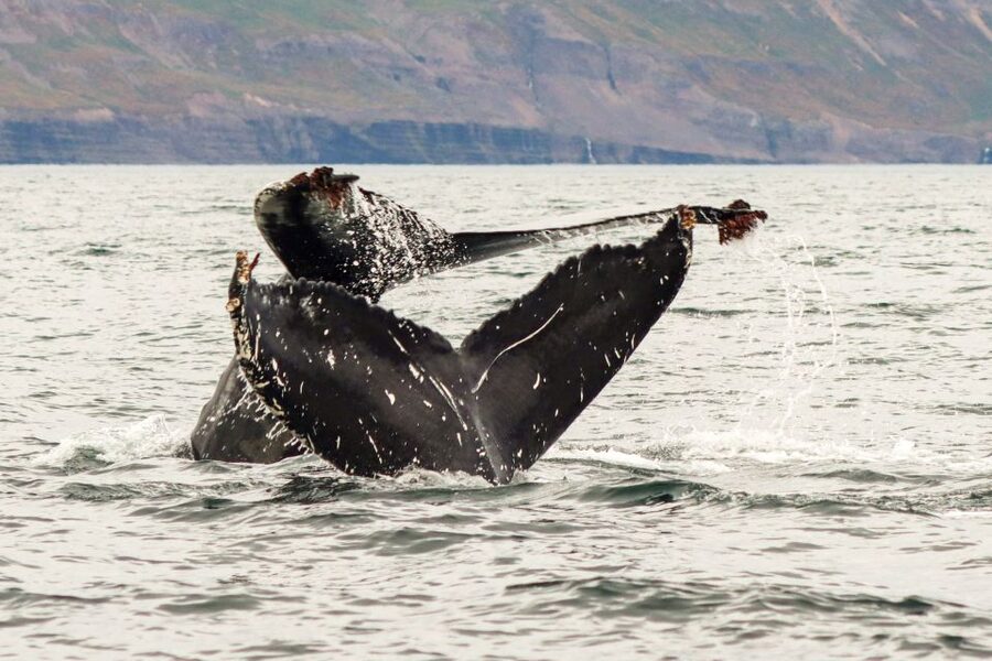 From Dalvik: Arctic Whale Watching in Northern Iceland - Who should book this experience?
