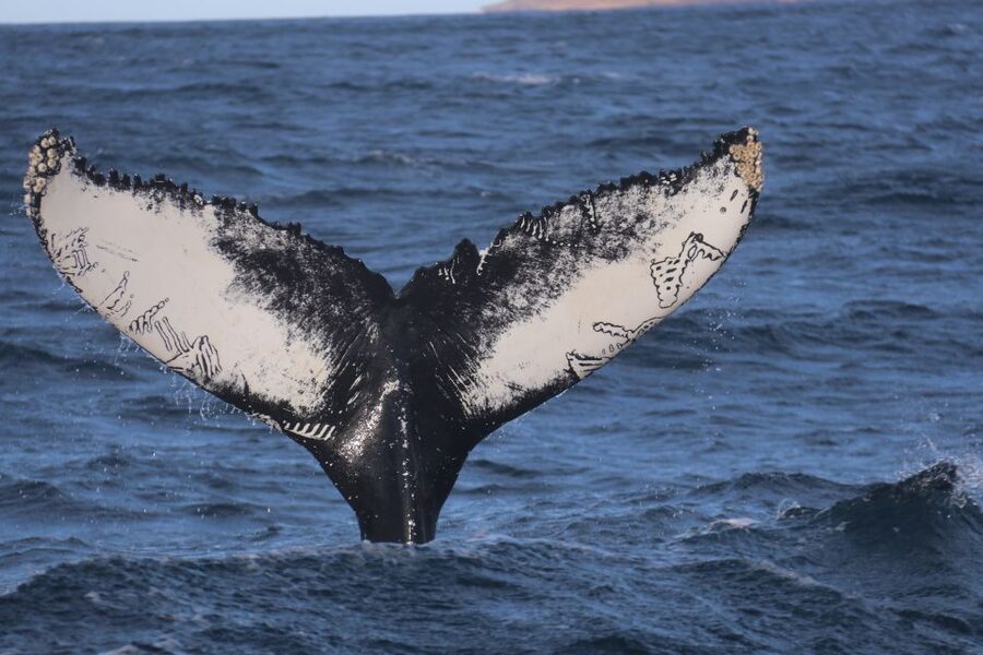 From Dalvik: Arctic Whale Watching in Northern Iceland - The first 45 minutes: leaving Dalvík and entering Eyjafjörður