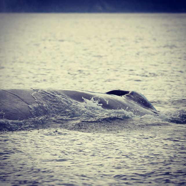 From Dalvik: Arctic Whale Watching in Northern Iceland - The third 45 minutes: patience, scenery, and changing conditions