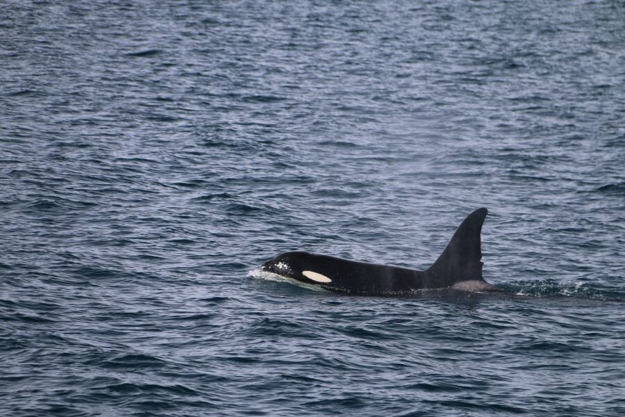 From Dalvik: Arctic Whale Watching in Northern Iceland - The final 15 minutes: hot chocolate and the ride home