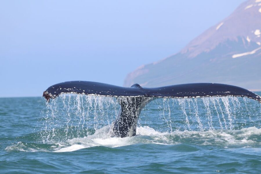 From Dalvik: Arctic Whale Watching in Northern Iceland - What the 98 percent sighting rate really means