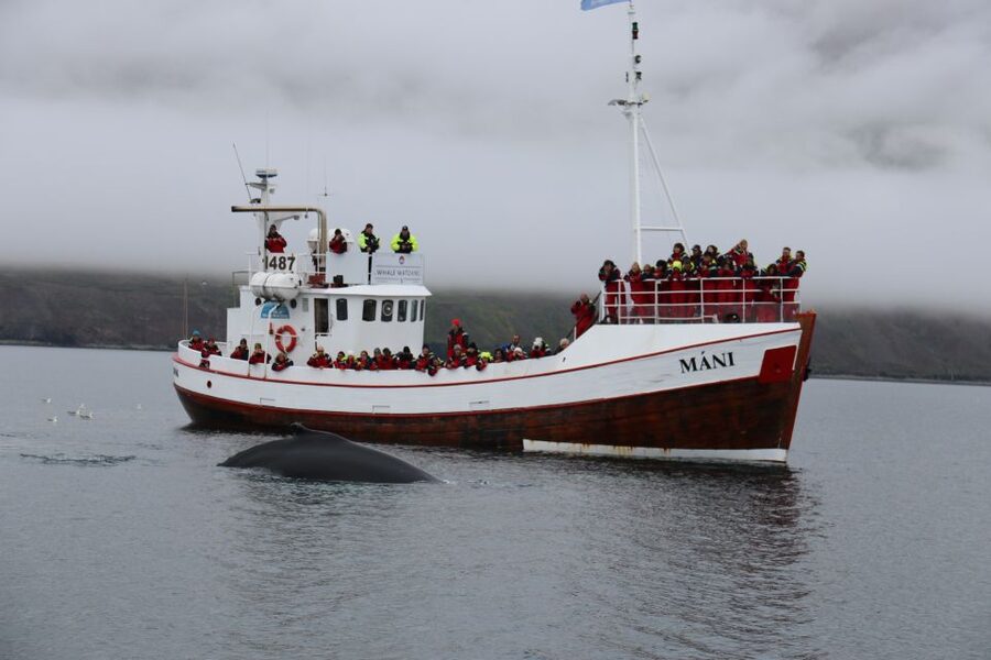 From Dalvik: Arctic Whale Watching in Northern Iceland - Price, comfort, and overall value at $94