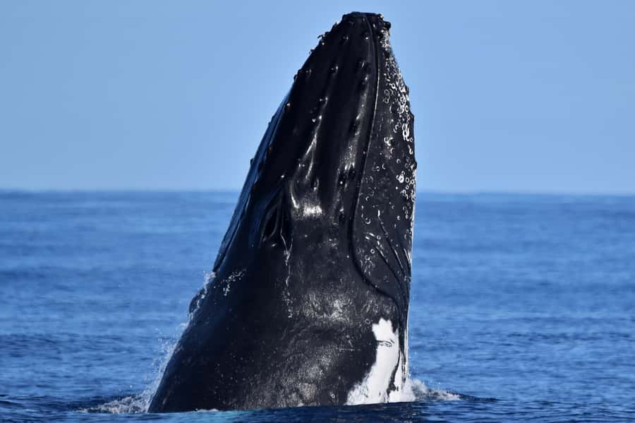 From Fremantle: 2-Hour Luxury Whale-Watching Cruise - Five things to know before you book