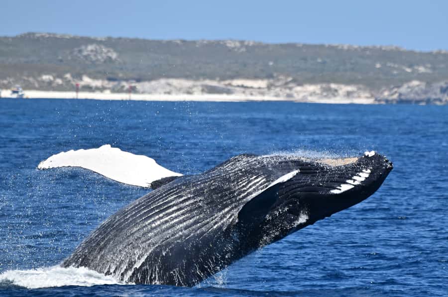 From Fremantle: 2-Hour Luxury Whale-Watching Cruise - The two-hour route and the search for humpbacks