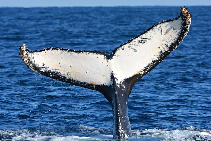 From Fremantle: 2-Hour Luxury Whale-Watching Cruise - Why the live commentary improves the experience