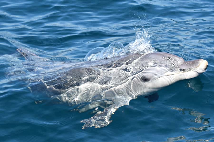 From Fremantle: 2-Hour Luxury Whale-Watching Cruise - Indoor comfort, outdoor views, and sea conditions