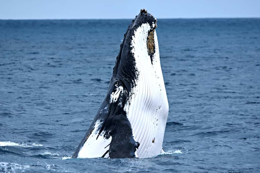 From Fremantle: 2-Hour Luxury Whale-Watching Cruise - Riding the Steep Point, a catamaran made for whale watching