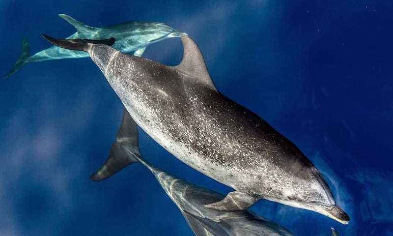 From Funchal: Ecological Catamaran Dolphin Whale Watching - Searching offshore with land-based spotters