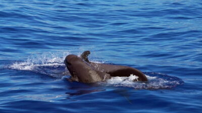 From Funchal: Ecological Catamaran Dolphin Whale Watching
