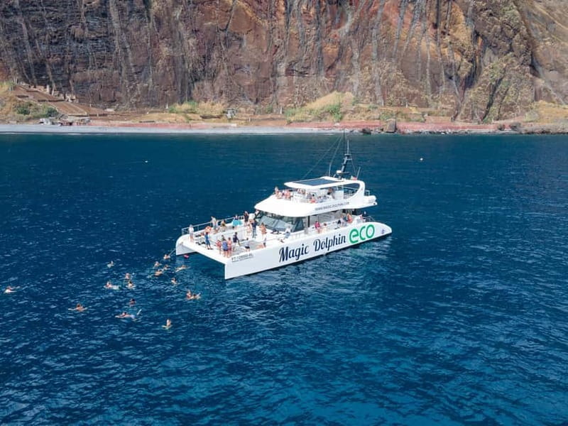 From Funchal: Ecological Catamaran Dolphin Whale Watching - What a dolphin encounter may look like