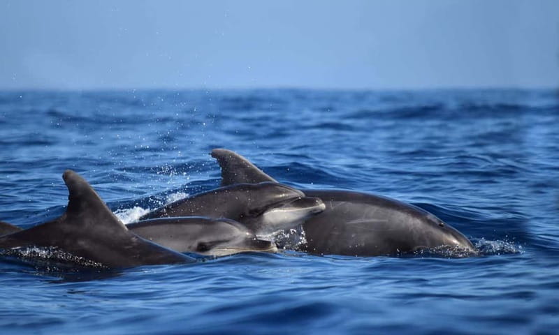 From Funchal: Ecological Catamaran Dolphin Whale Watching - Comfort, facilities, and the cold-water reality