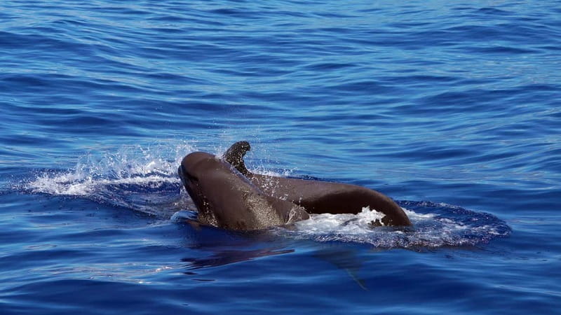 From Funchal: Ecological Catamaran Dolphin Whale Watching - Why the hybrid engines matter around dolphins and whales