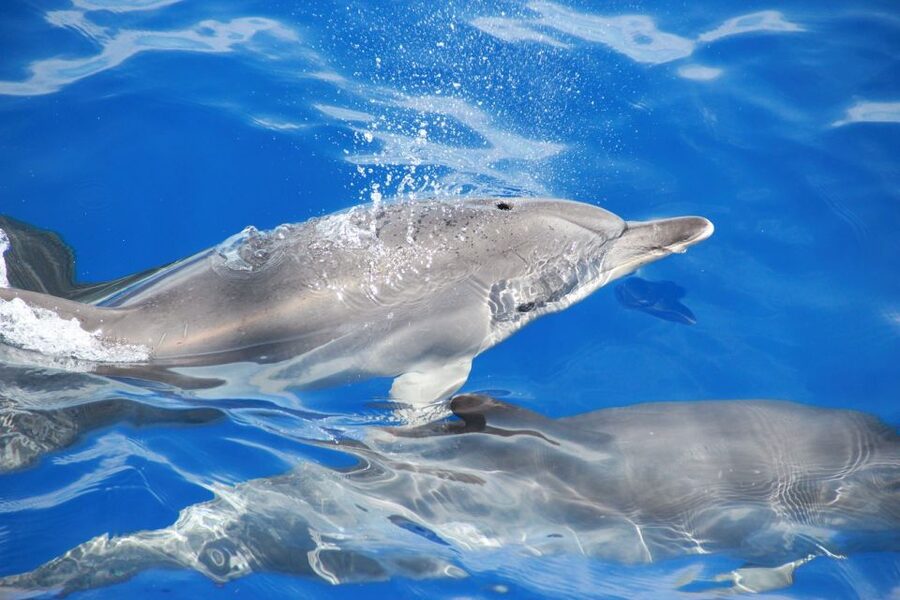 From Funchal: Madeira Dolphin and Whale Watching Tour - How much value do you get for $47?