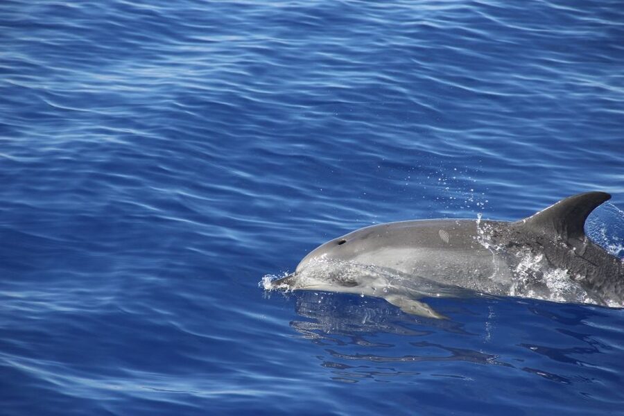 From Funchal: Madeira Dolphin and Whale Watching Tour - Who will enjoy this Madeira boat trip most?