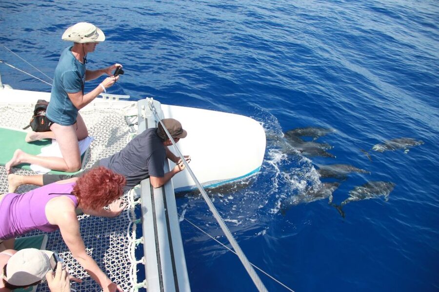 From Funchal: Madeira Dolphin and Whale Watching Tour - What to pack and how to prepare