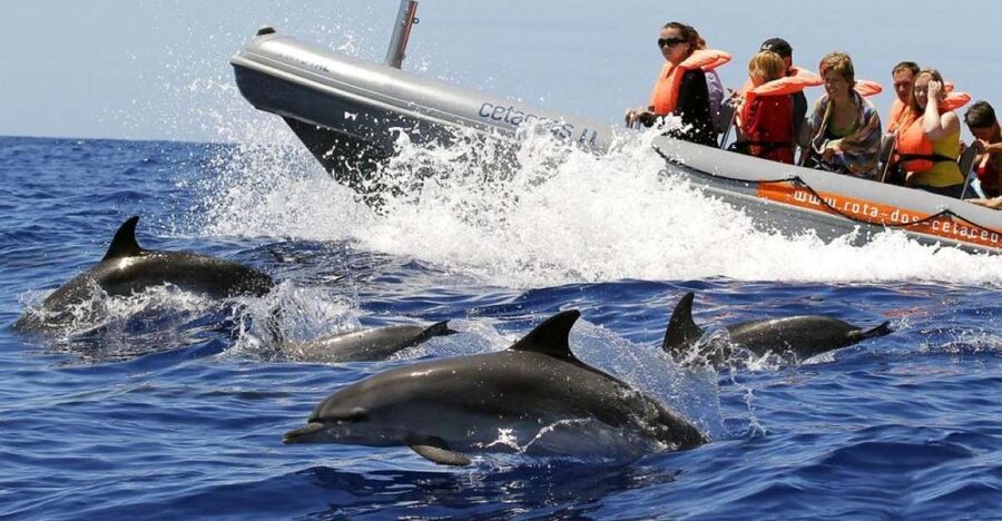 From Funchal: Whale and Dolphin Watching - A fast ride into Madeira’s open water
