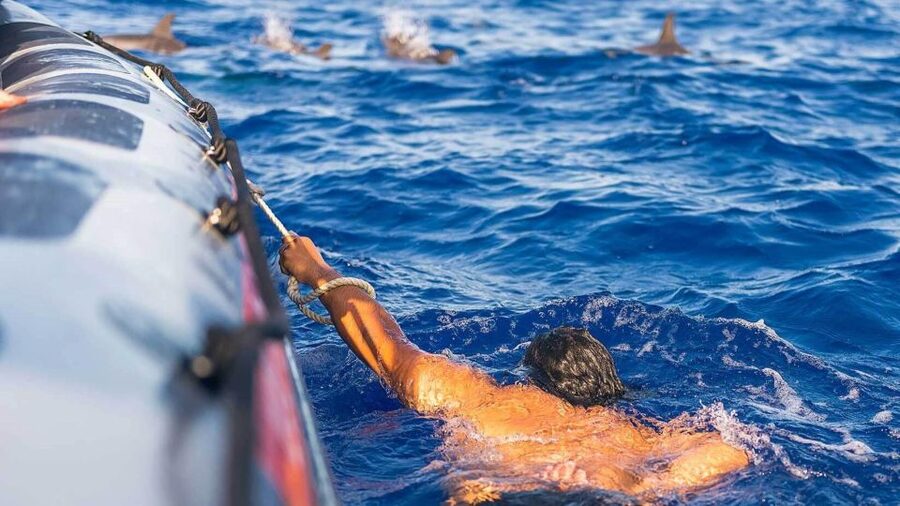 From Funchal: Whale and Dolphin Watching - How the wildlife search works