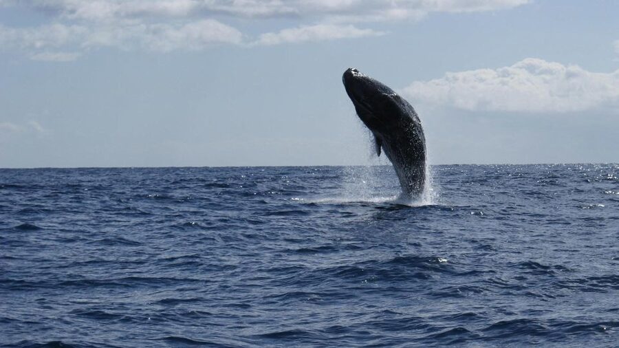 From Funchal: Whale and Dolphin Watching - What you might see around Madeira