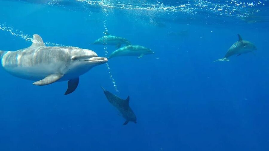 From Funchal: Whale and Dolphin Watching - Respectful viewing instead of a noisy chase